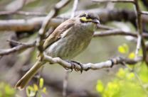 Orders of Flying Birds Order Description Example Perching Birds: honeyeaters, sparrows, crows They are small in size; they perch above the ground in trees and on buildings and wires; they have four