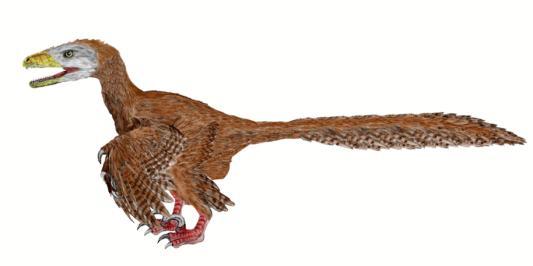 The ancestor of birds was probably similar to the theropod called Deinonychus, which is represented by the sketch in Figure below. Fossils of Deinonychus were first identified in the 1960s.