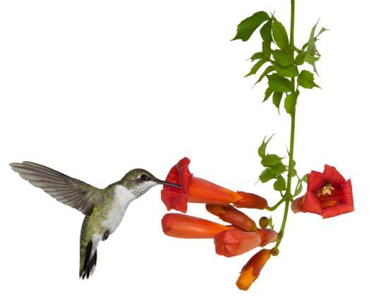 Some birds are generalists. A generalist is an organism that can eat many different types of food. Other birds are highly specialized in their food needs and can eat just one type of food.