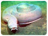 Class Distinguishing Traits Classes of Vertebrates Example Hagfish They have a