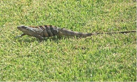 Nile Monitor Information Native Range Color Length Weight Physical Characteristics Diet Sexual Maturity Reproduction Lifespan Behavior Suitable Habitat central and south Africa gray-brown, black or