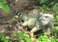 Black Spiny Tail Iguana Information Native Range Color Length Weight Physical Characteristics Diet Sexual Maturity Reproduction Lifespan Behavior Suitable Habitat Mexico to Central America