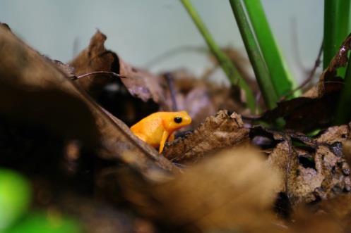Golden Mantella (Mantella aurantiaca) Critically Endangered Central Madagascar Summary Quote from Mike Bungard: The golden mantella is a charismatic species of frog from one of the most frog diverse