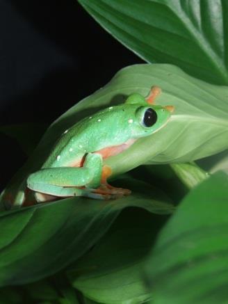 Morelet s Leaf Frog (Agalychnis moreletii) Critically Endangered Southern Mexico south through Guatemala, Belize, El Salvador and Honduras.