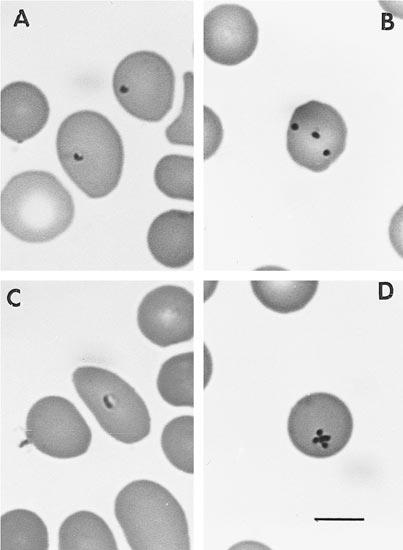 SHORT COMMUNICATIONS 83 FIGURE 1. Giemsa-stained blood smears of the small Kruger National Park piroplasm from an experimentally infected domestic cat.