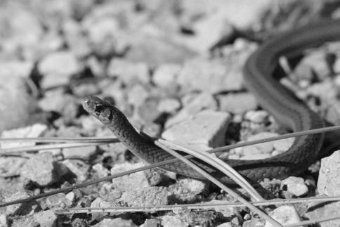 Bulletin of the Chicago Herpetological Society 52(3):49-50, 2017 Snake Sightings, Marion County, Iowa, 2010 2016 Stephen R.