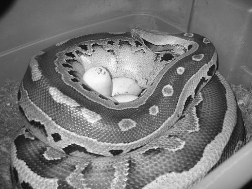 Beautiful results of successful breeding. Short-tailed pythons are good mothers.