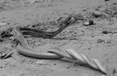Figure 9. Combat between two adult male Dendroaspis j. jamesoni at Biboulou in Woleu-Ntem Prov., northeastern Gabon. Photograph by S. Berry.