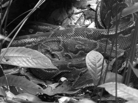 Figure 11. Adult Python sebae in situ at a logging concession of the Société Equatoriale d'exploitation Forestière, Estuaire Prov. Photograph by E. J. Neil.