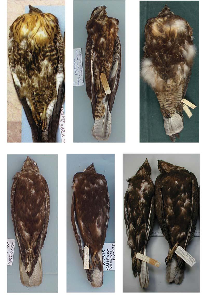 boc1293-0908013:boc Bulletin 8/13/2009 2:47 PM Page 153 J. Cabot & T. de Vries 153 Bull. B.O.C. 2009 129(3) Figure 3. Upper images, dark-morph first-year Gurney s Hawks B.