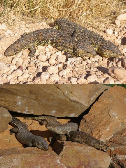 Current Biology Vol 23 No 6 R230 Figure 3. Underestimated reptiles. Traditional views of reptiles as unintelligent asocial creatures have come under strong attack in recent years.