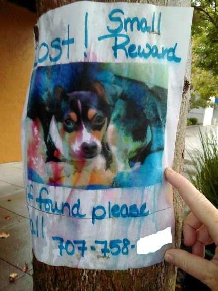 Owner issues Don t start looking for a missing pet for days