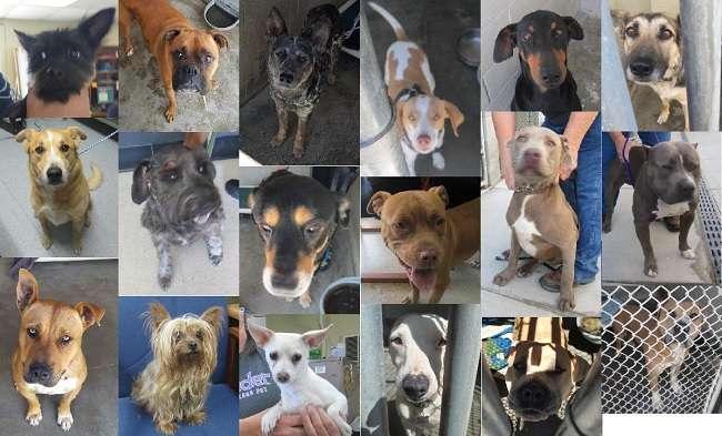 4 th of July weekend RTO success 28 dogs came in, 23 were quickly reclaimed thanks to ID