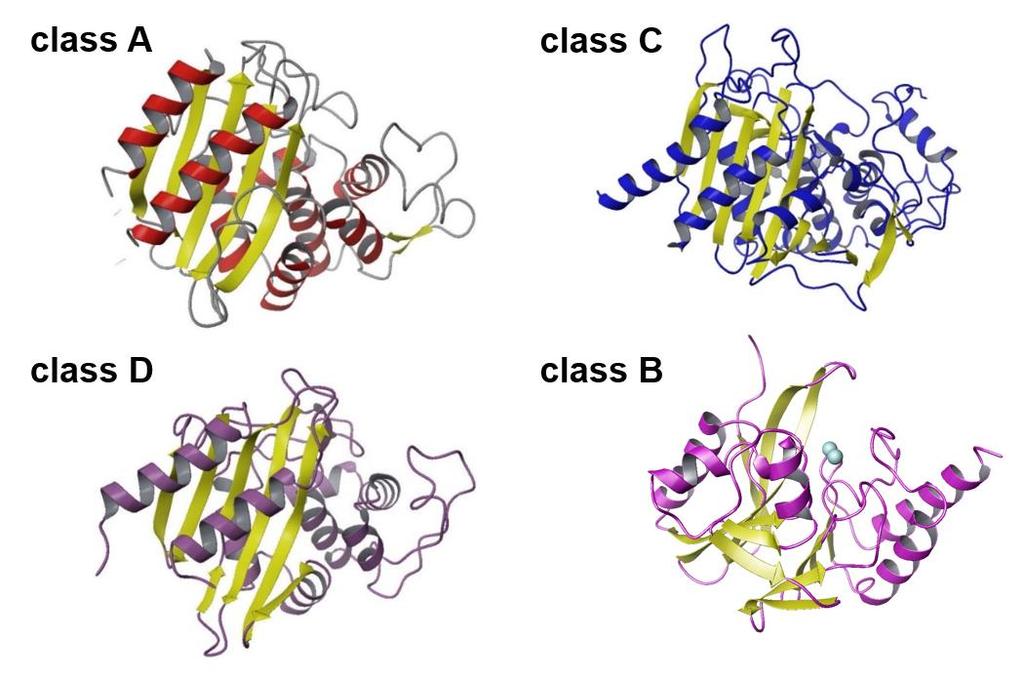 1.4. Enzyme Characteristic and Classification The classification scheme for β-lactamases includes four molecular classes, A, B, C, and D, based on amino acid sequence information.