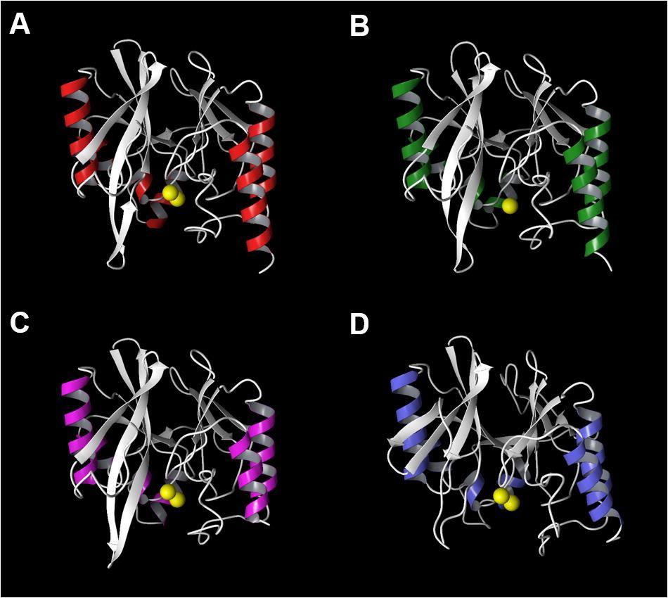Figure 3.1. The X-ray protein crystal structure of metallo β-lactamase.