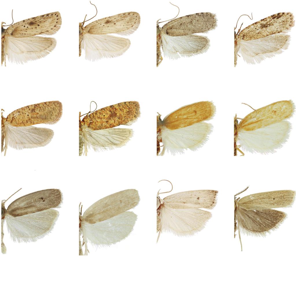 Level 2 Non-targets Fig. 11. Agonopterix canadensis Fig. 12. Agonopterix canadensis Fig. 13. Agonopterix costimacula Fig. 14. Agonopterix pulvipennella Fig. 15. Agonopterix robiniella Fig. 16.
