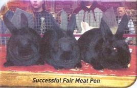 A CUT ABOVE: EVALUATING Article written by Master Meat Pen Judge Caleb Thomas Taken from the ARBA's Domestic Rabbits magazine As breeders and judges we may not see many, or any, commercial classes at