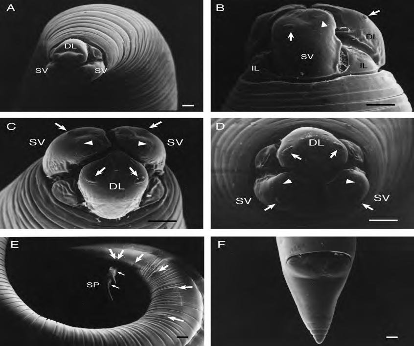 Parasitic roundworms species (Paradujardinia halicoris (Owen, 1833); B. Juvenile P. halicoris; C. Female (vulva); D. Male (SP-spicule) Fig. 3.