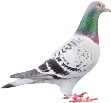A sixteen-centimetre vent in the front of the ceiling allows the loft to air well. I install a screen when temperatures reach 25 C or higher. A pigeon can face much heat.