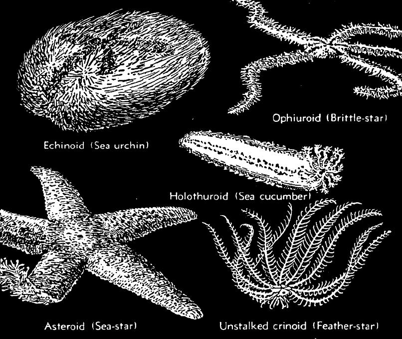 Echinoderms Echinoderm Facts: Taxonomy: Phylum: