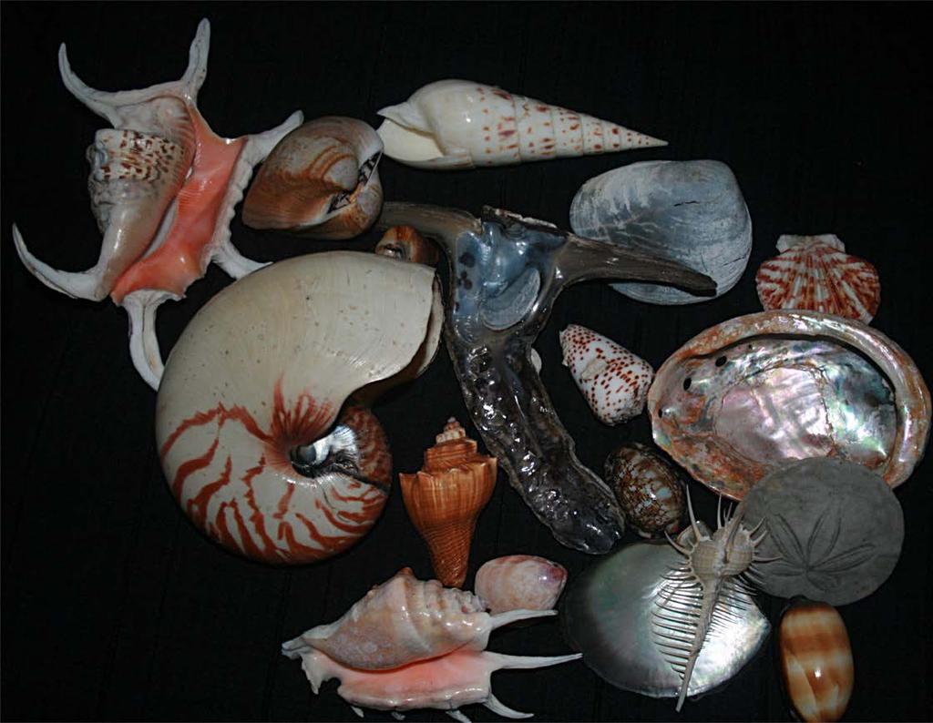 Mollusca (Mollusks) Mollusk Facts: Taxonomy: Phylum: Mollusca Class: