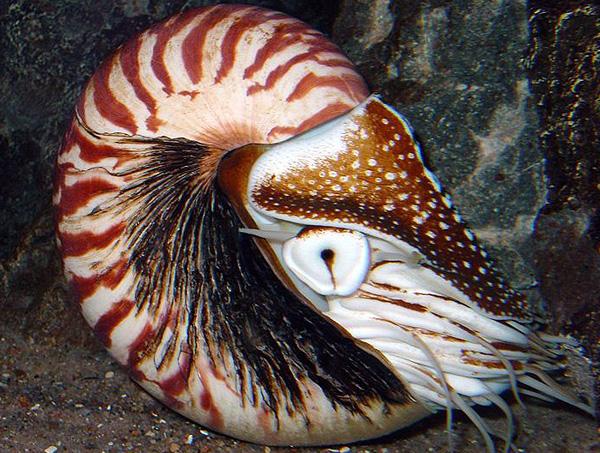 Mollusca (Mollusks) Mollusk Facts: Taxonomy: Phylum: Mollusca Class: Cephalopoda Order: Nautiloidea
