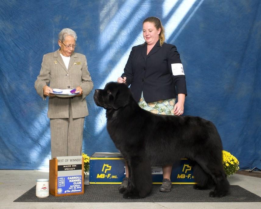 Quinn CH GOLD CUP S QUINTESSENTIAL GENTLEMAN CGC owned by DIANE & JEFF
