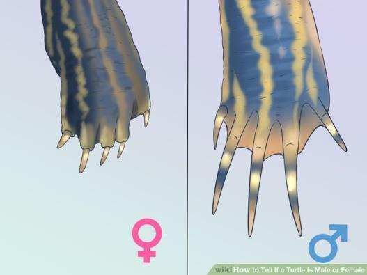Nails on the forelimbs of males are longer than those of females. Typically, male turtle tails have vents outside the edge of the carapace while females have vents inside the edge of the carapace.