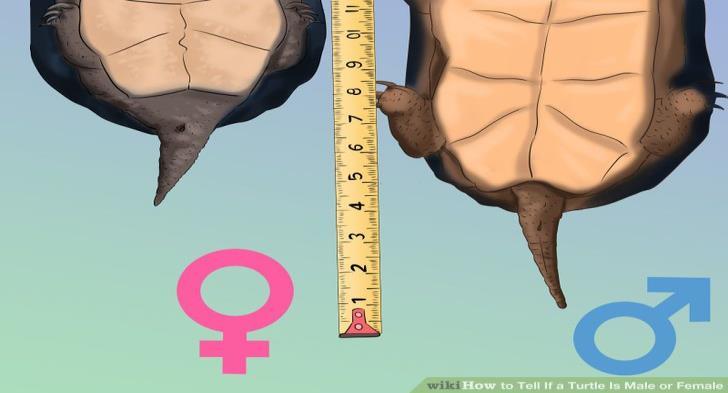 Shell height at tallest point (carapace to plastron) Midline straight plastron length Mass Information about our aquatic turtle project and The HERP Project can be found at http://theherpproject.uncg.