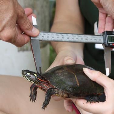 To measure plastron length, put one end of the caliper at the most anterior position of the plastron and the other end at the farthest position on the posterior end of the plastron.