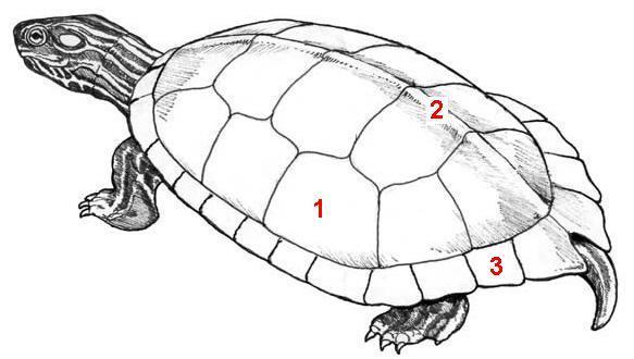 anterior (head end) posterior (tail end) Indicate any injuries such as bite marks, unusual scute patterns or defects on drawings above.