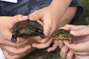 extend their heads great distances. Be careful to keep fingers near the rear of the turtle and away from claws.