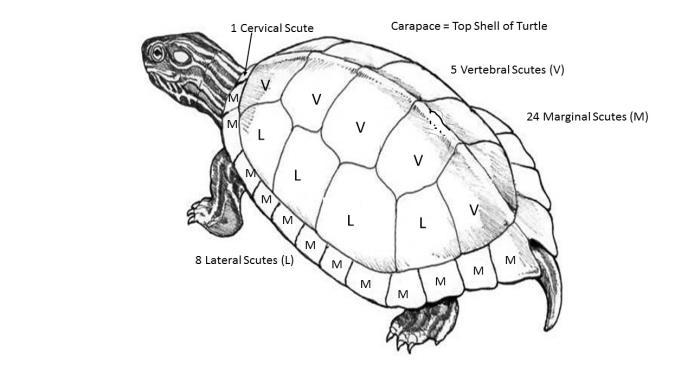 Have participants label their turtle shell sketches with features such as marginal scutes, vertebral scutes, lateral or pleural scutes, and cervical scute (on the carapace), and the names of the