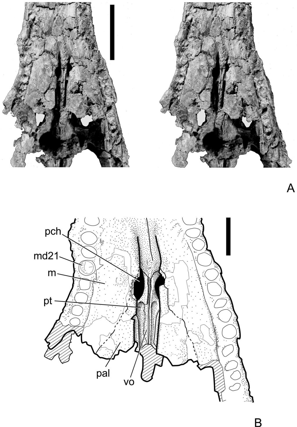 TYKOSKI ET AL. NEW EARLY JURASSIC CROCODYLIFORM 63 FIGURE 8. Calsoyasuchus valliceps nov. (TMM 43631-1). A, stereophotograph pair focusing on palatal shelves, primary choanae, and nasopharyngeal duct.