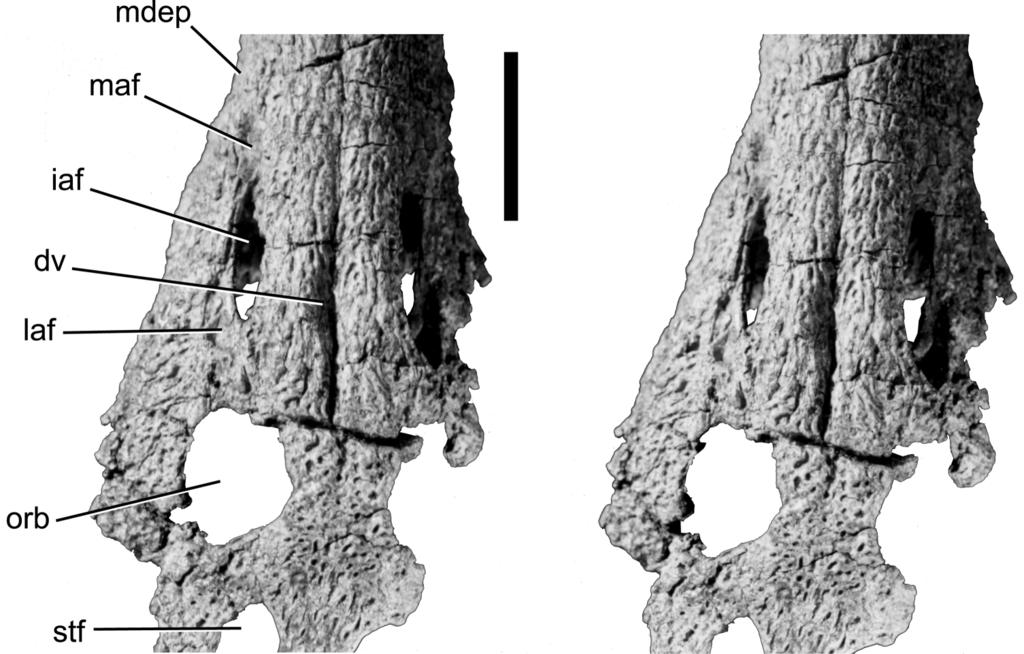 64 JOURNAL OF VERTEBRATE PALEONTOLOGY, VOL. 22, NO. 3, 22 FIGURE 9. Calsoyasuchus valliceps nov. (TMM 43631-1).