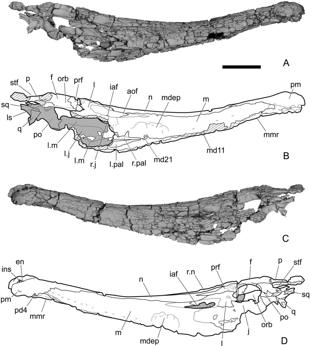 TYKOSKI ET AL. NEW EARLY JURASSIC CROCODYLIFORM 595 FIGURE 1. Right and left lateral views of Calsoyasuchus valliceps nov. (TMM 43631-1).