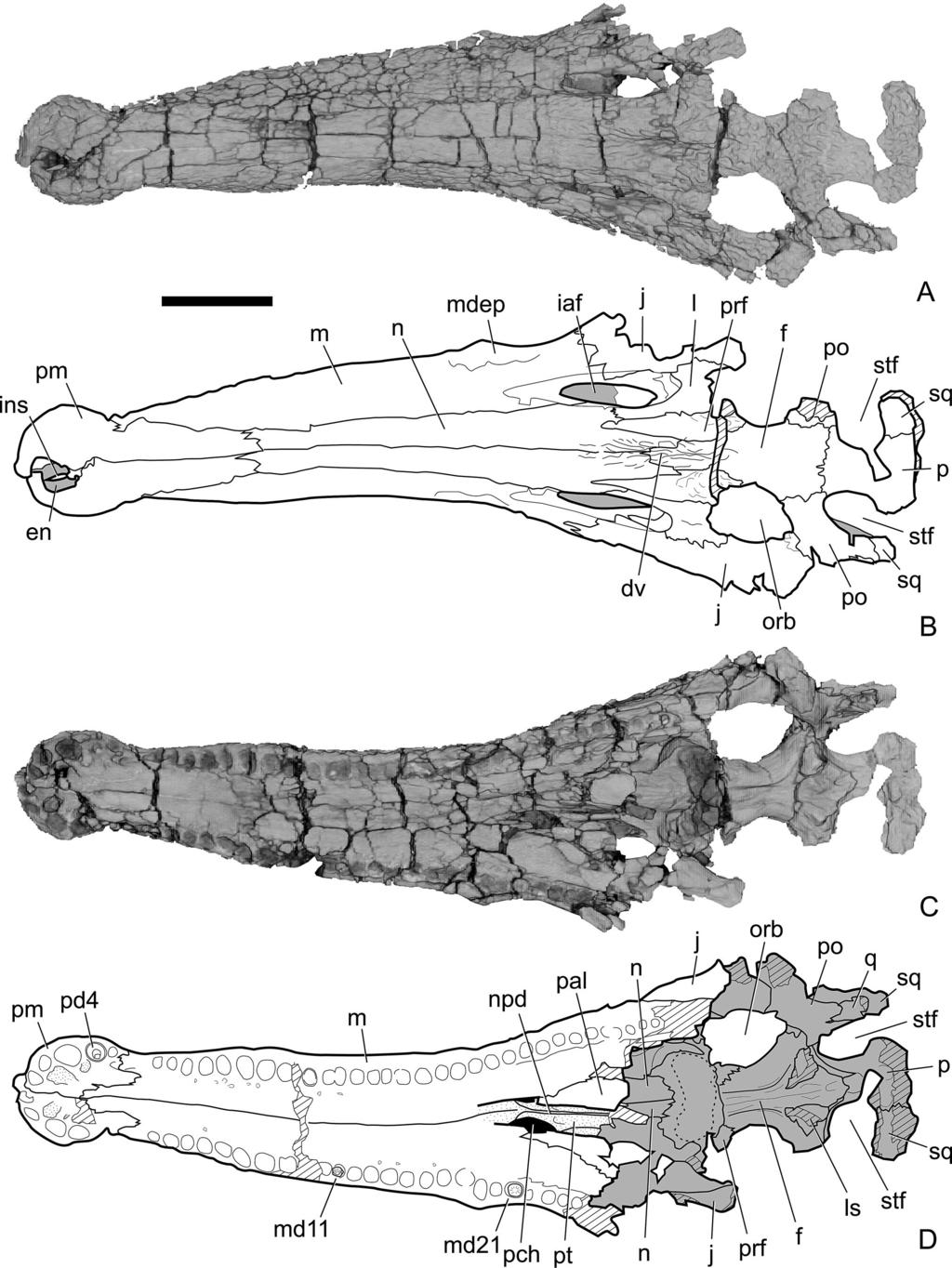 596 JOURNAL OF VERTEBRATE PALEONTOLOGY, VOL. 22, NO. 3, 22 FIGURE 2. Dorsal and ventral views of Calsoyasuchus valliceps nov. (TMM 43631-1).
