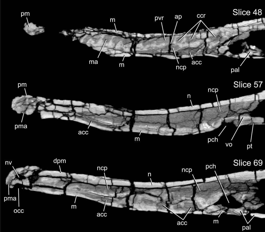 TYKOSKI ET AL. NEW EARLY JURASSIC CROCODYLIFORM 599 FIGURE 5. Calsoyasuchus valliceps nov. (TMM 43631-1). Selected CT slice images (slice numbers 48, 57, and 69) through rostrum in sagittal plane.