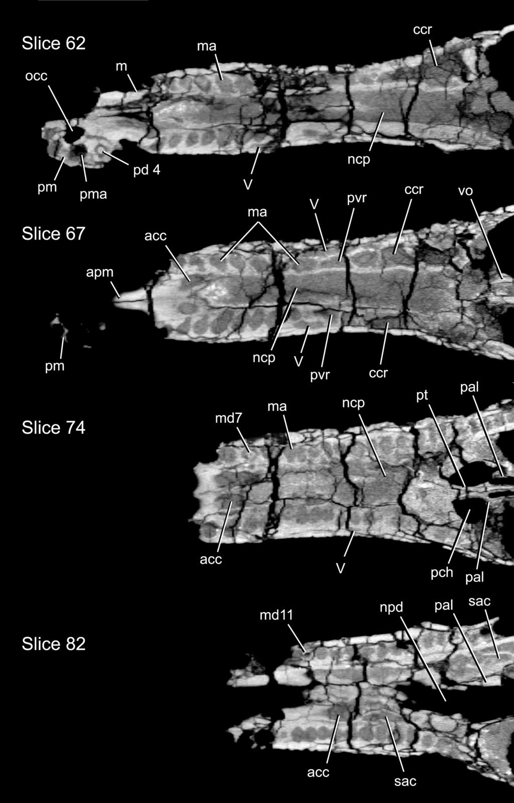 6 JOURNAL OF VERTEBRATE PALEONTOLOGY, VOL. 22, NO. 3, 22 FIGURE 6. Calsoyasuchus valliceps nov. (TMM 43631-1).