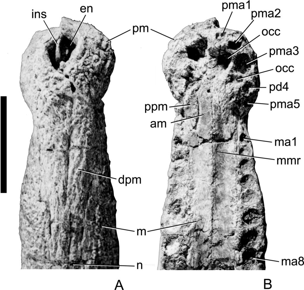 TYKOSKI ET AL. NEW EARLY JURASSIC CROCODYLIFORM 61 FIGURE 7. Calsoyasuchus valliceps nov. (TMM 43631-1). Photographs of anterior end of rostrum in A, dorsal; and B, ventral views.