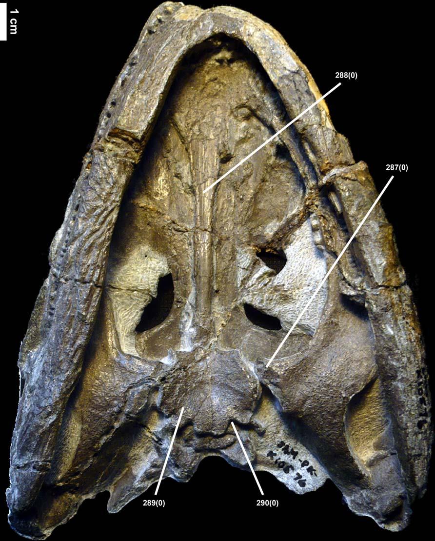 Figure A17. Palatal view of Rhinesuchus sp.