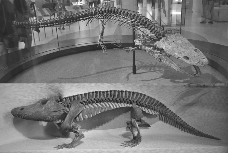 2 Figure 1. Temnospondyls Koskinonodon (top), American Museum of Natural History mount, and Eryops (bottom), Harvard Museum of Comparative Zoology mount.