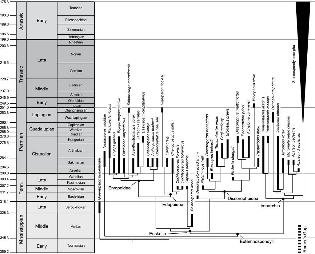 Figure 6. Phylogenetic relationships of basal temnospondyl species mapped onto stratigraphic ranges; Stereospondylomorpha has been collapsed for legibility.