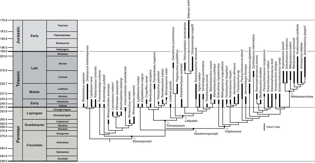 Figure 7. Phylogenetic relationships of higher temnospondyl species (i.e., Stereospondylomorpha) mapped onto stratigraphic ranges.