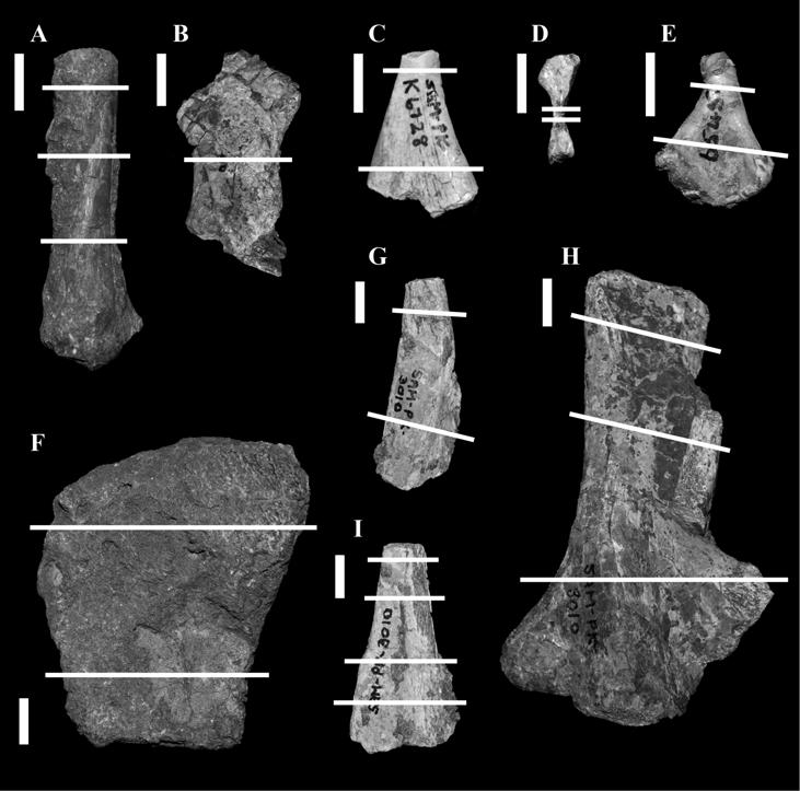 63 Figure 10. Temnospondyl postcranial material with location of cut thin sections marked by white lines.