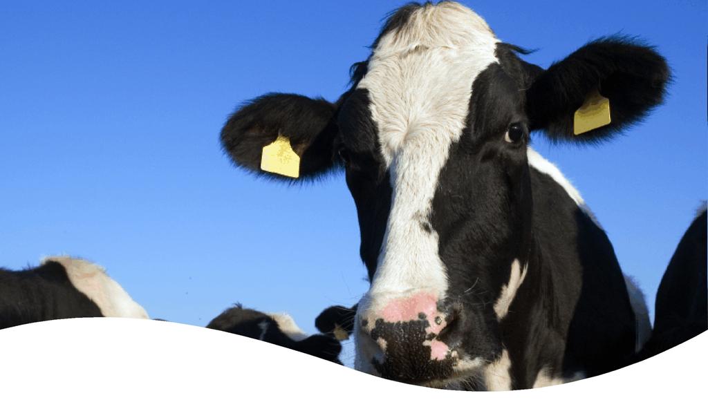 TB Testing - Zero Tolerance It is a misconception that new rules are being applied to statutory TB testing from 1 January 2014; there has, for some time, been a requirement for cattle to be tested