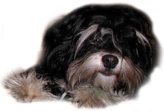 Acknowledgements First of all we want to thank the Havanese Owners who took the time and make the effort to enter data on 756 Havanese.