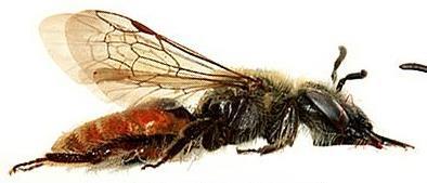 Three Andrena species have females that have an abdomen with red markings (all very