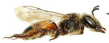 Succisa, Knautia) Very rare Andrena rosae Tail black Summer flight period