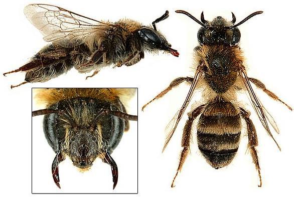 NECK SQUARE MID TO LATE SUMMER SPECIES (JULY-SEPT) 2 SPECIES Andrena denticulata Hind tibia can appear wedge shaped Face hair pale Abdomen with pale hair bands Hind tibia with dorsal hair fringe dark